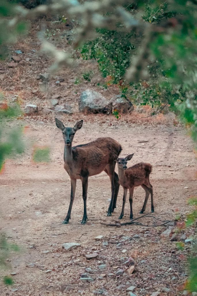 La Berrea en Castilla-La Mancha: Un espectáculo natural cerca de Talavera