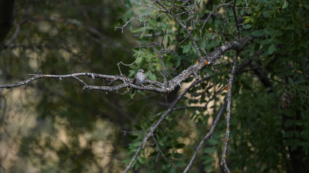 Un cazador incansable recorre nuestros jardines