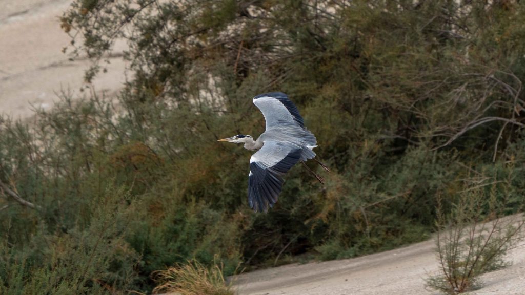 Más de 600 personas participaron en el Día de las Aves en Talavera