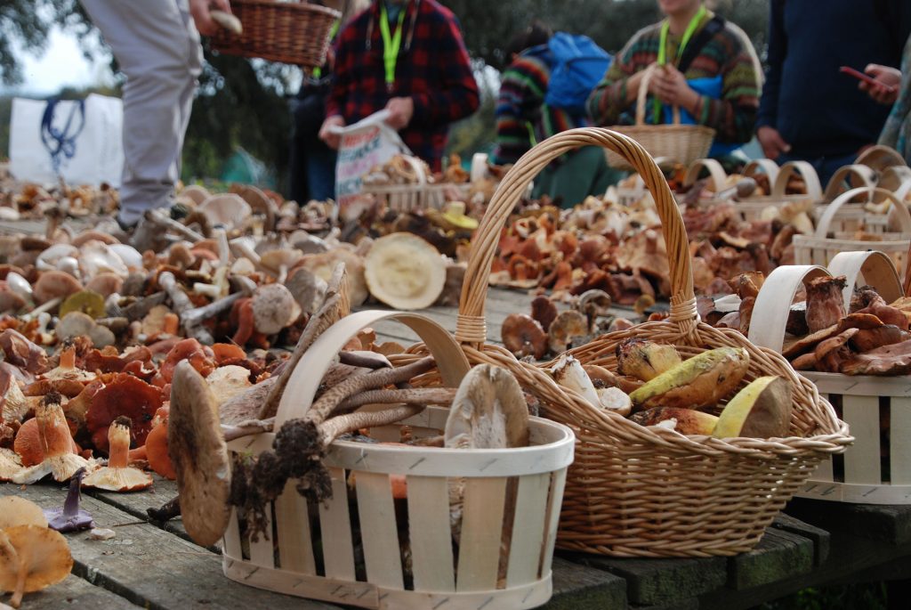 Navamorcuende: abierto el plazo de inscripción en Jornadas Micológicas