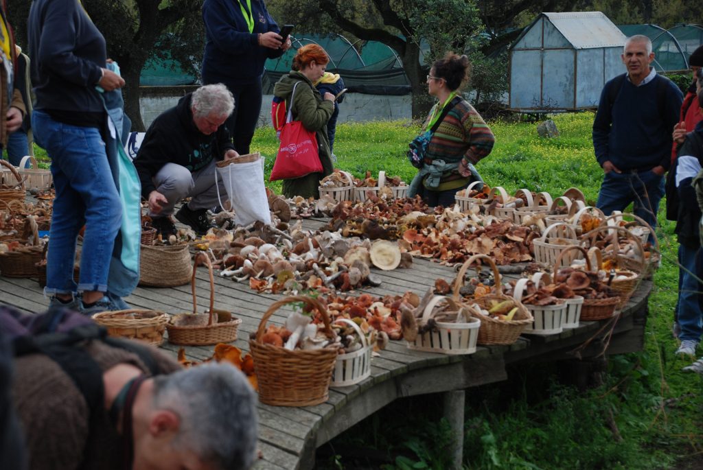 Navamorcuende: abierto el plazo de inscripción en Jornadas Micológicas