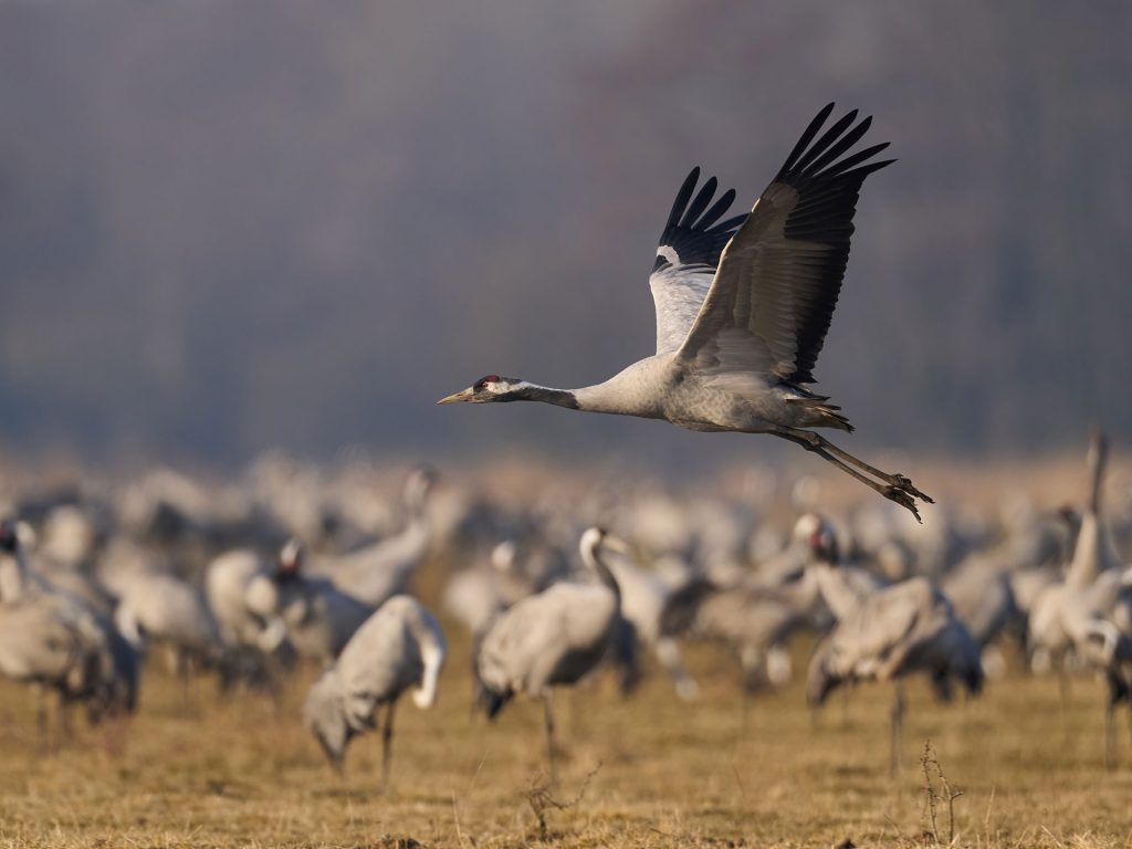 “Recibimiento a las Grullas” en el embalse de Navalcán