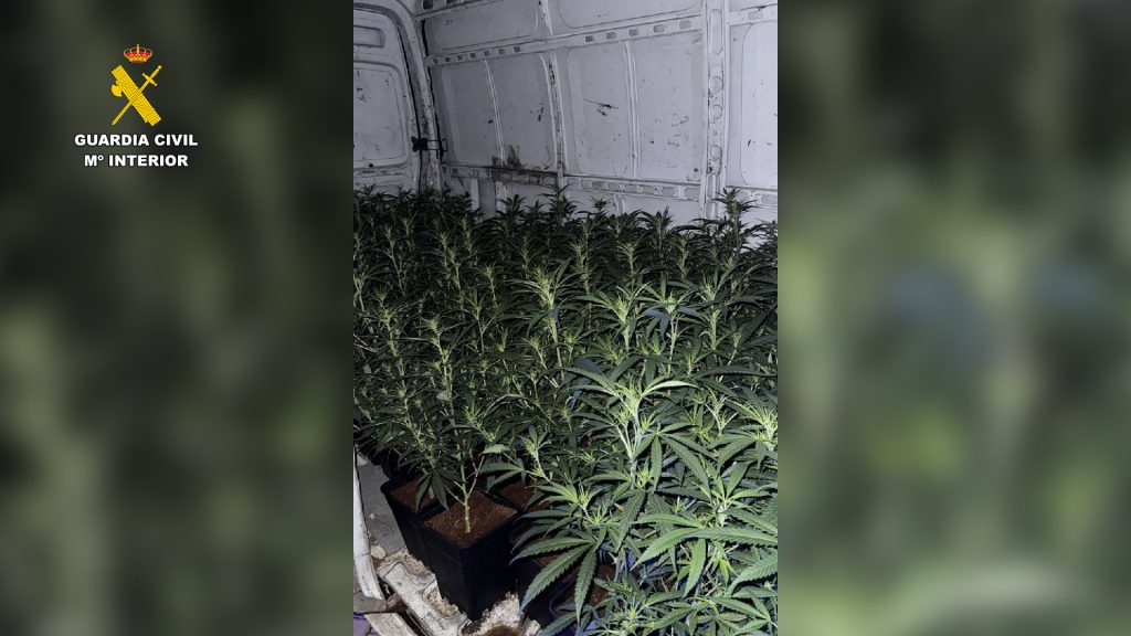 Dos detenidos por transportar 124 plantas de marihuana