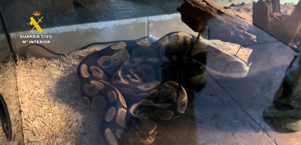 Intervienen un falso refugio con 472 animales