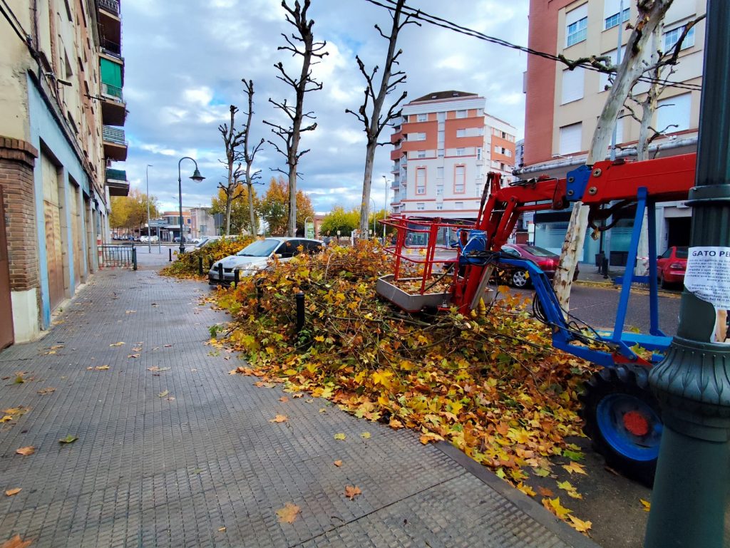 Talavera sufre un grave deterioro de su patrimonio verde