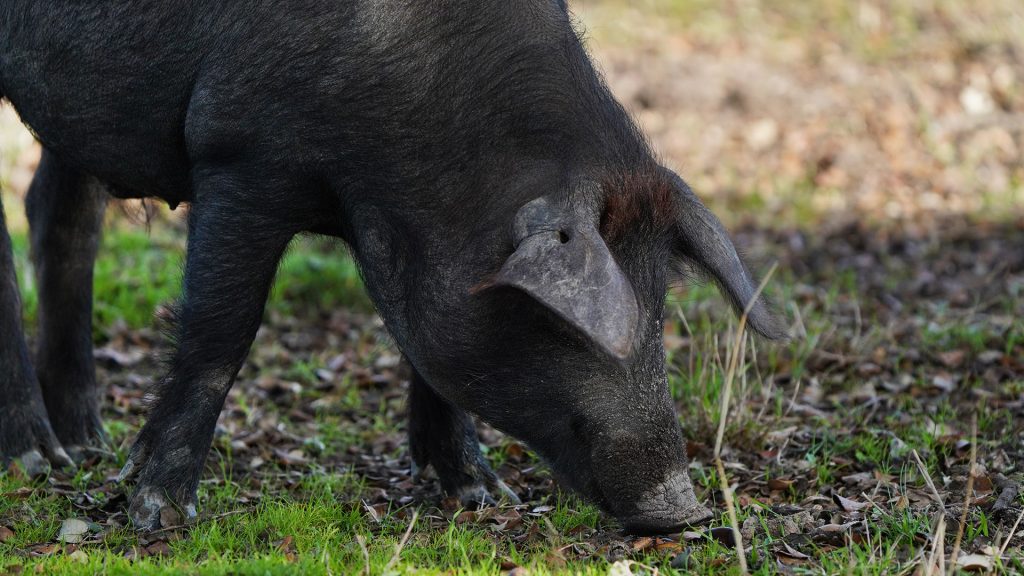 Peste porcina africana: protocolos de bioseguridad