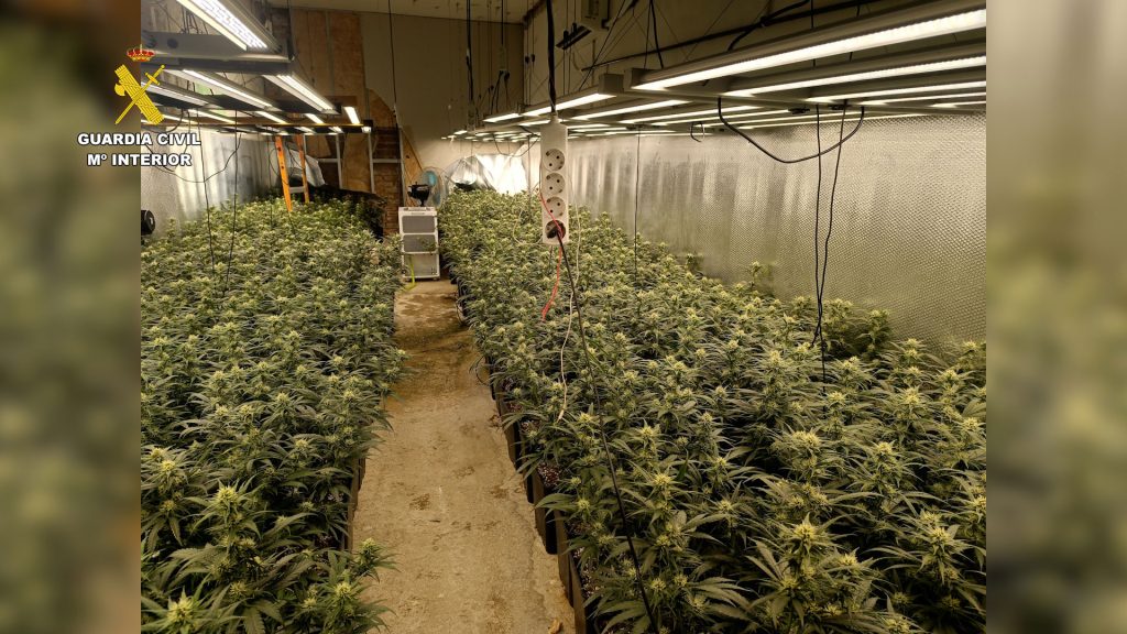 Desmantelada una gran plantación de marihuana en una vivienda