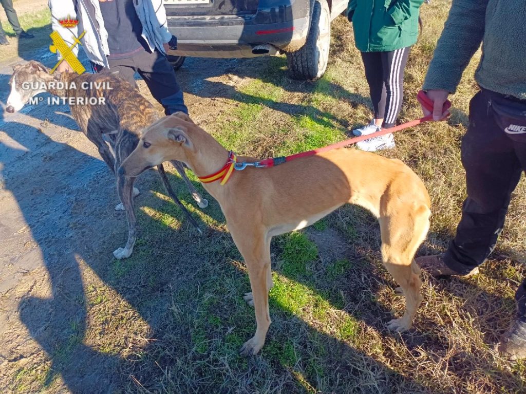Seis personas investigadas por caza furtiva en una finca cinegética de Velada