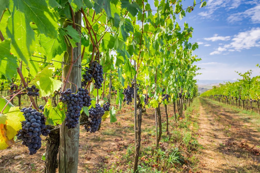 La D.O. La Mancha, clave del desarrollo rural y orgullo del vino español