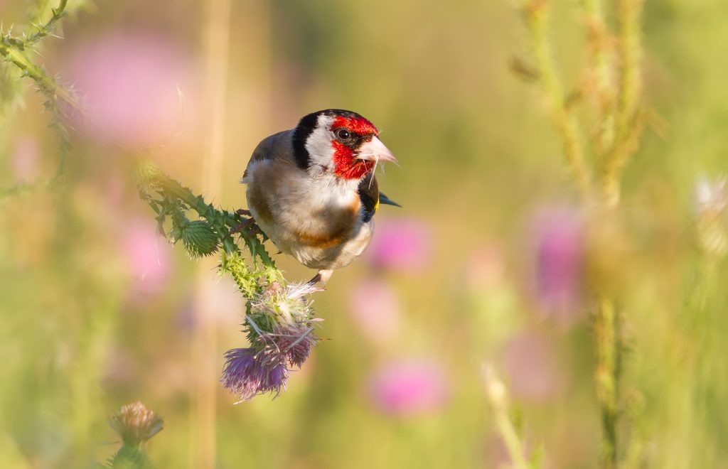 El jilguero europeo, elegido Ave del Año 2026, se puede ver en Talavera