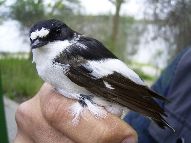 ¿Talavera se queda sin estación de anillamiento en el río Tajo?