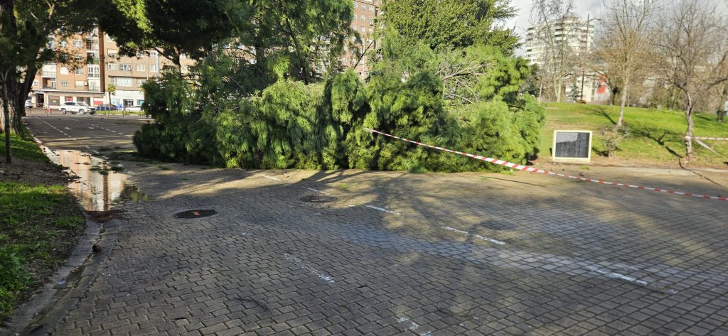PSOE: Caen dos árboles en el parque de la Alameda en plena alerta por viento en Talavera