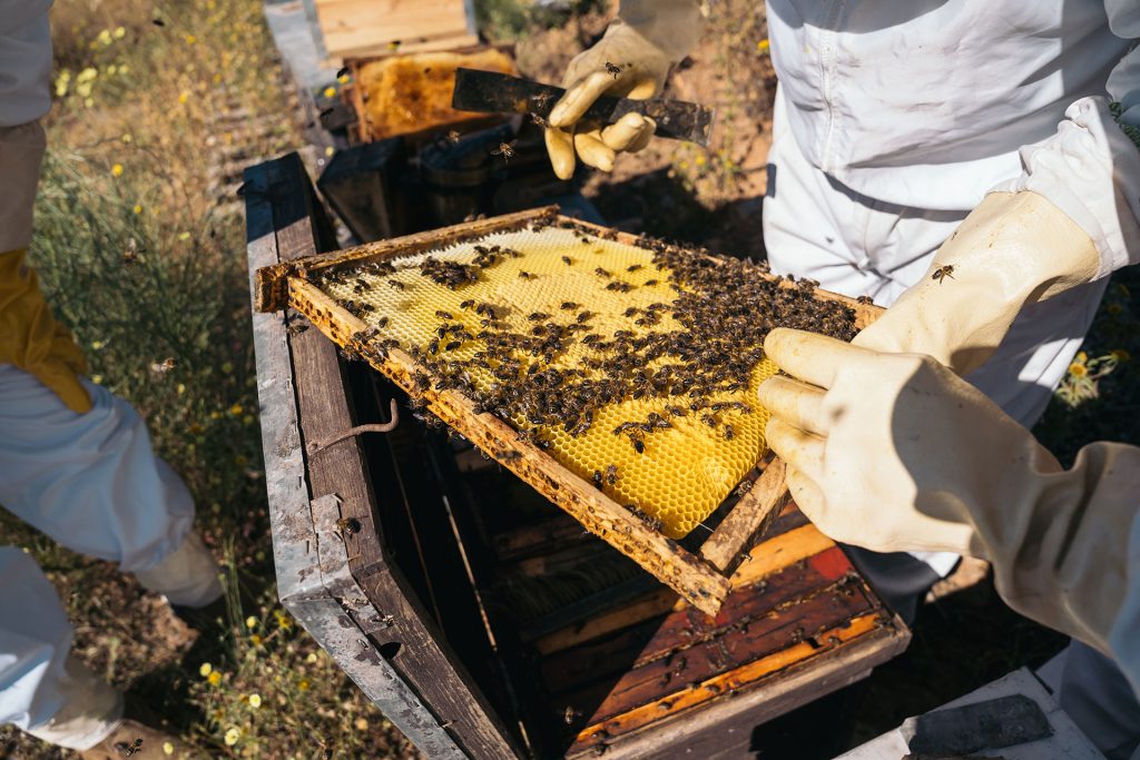 El Gobierno regional destina 1,4 millones de euros a las ayudas a la apicultura