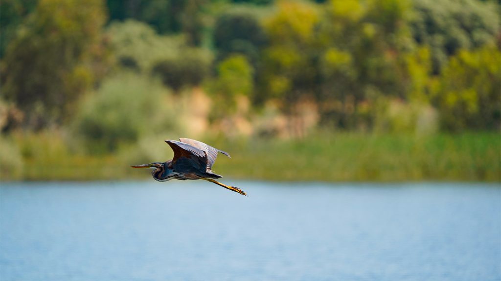 Especies que se podrán ver por Talavera en primavera