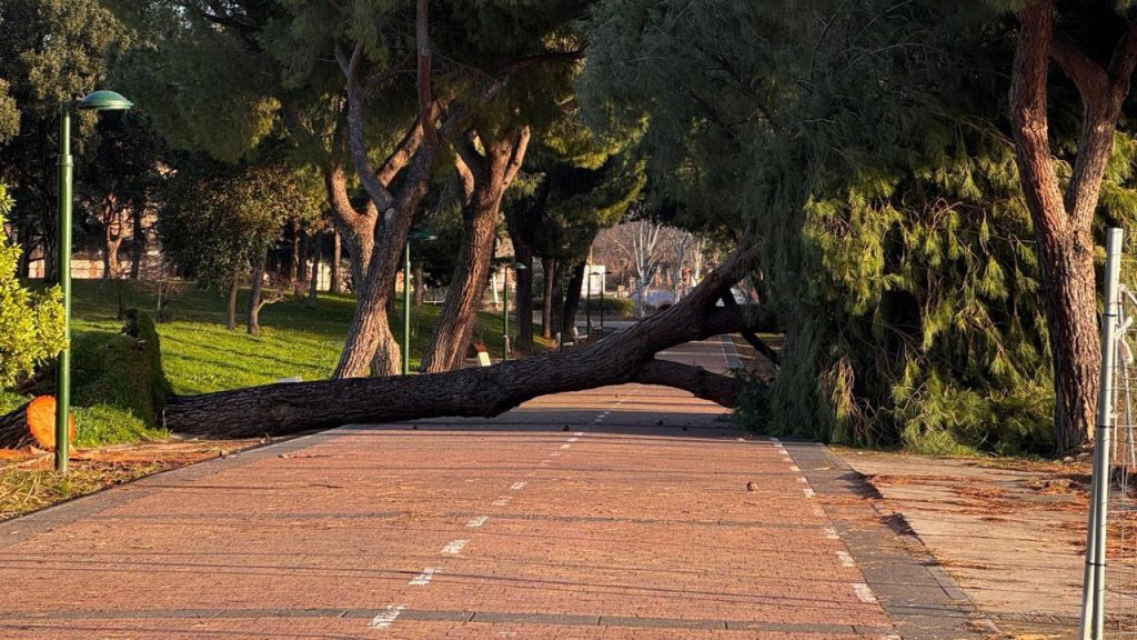 Caída de un árbol en la Alameda por las fuertes rachas de viento