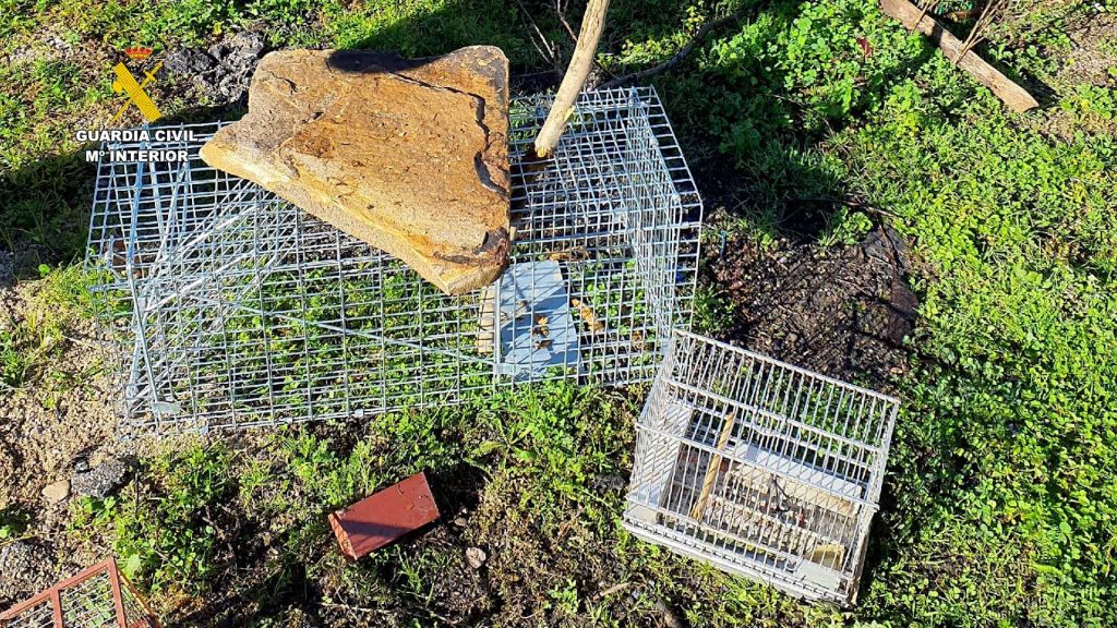 Investigan en Talavera la captura ilegal de jilgueros: cinco aves muertas y trampas prohibidas