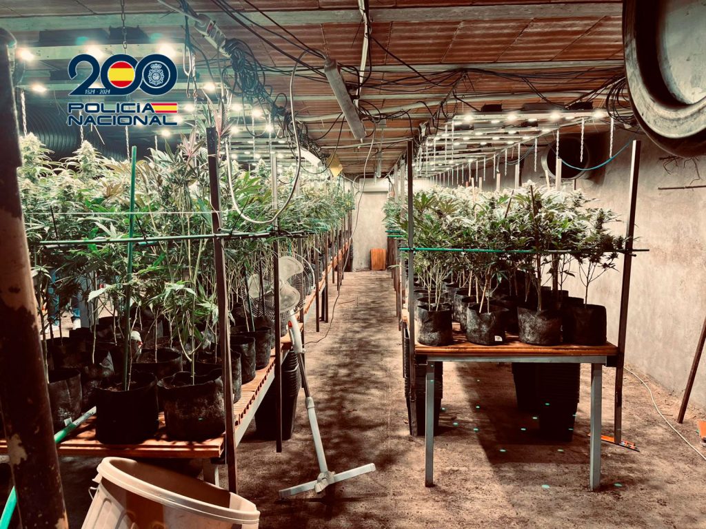 Torrijos: desmantelada una plantación de marihuana oculta bajo un criadero de pollos