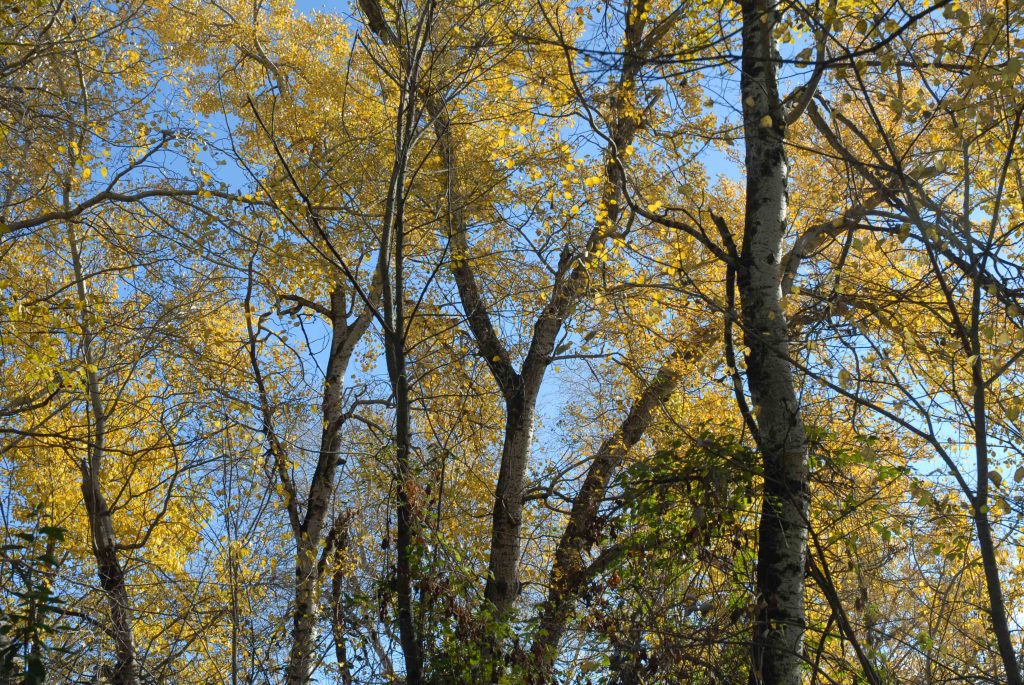 Miguel Ángel Cedenilla: Las joyas de la Reina