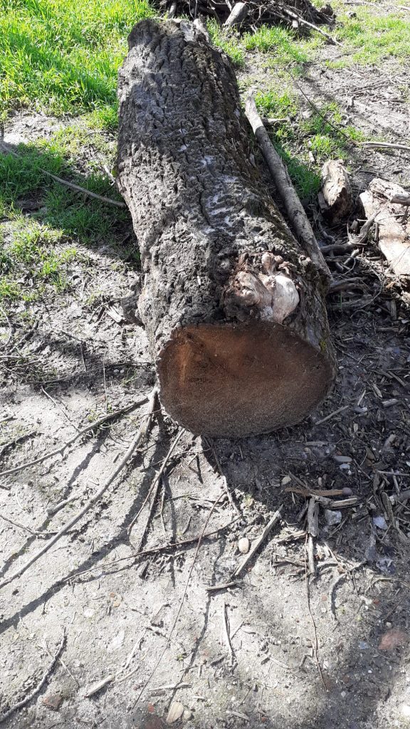 Esparvel denuncia actuaciones sin autorización en la Isla de los Molinos de Arriba y exige su restauración ambiental