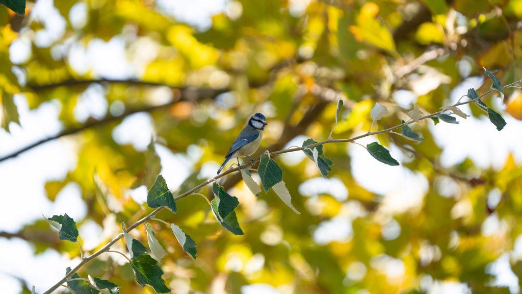 Tiempo soleado en Talavera: así será la previsión para los próximos días