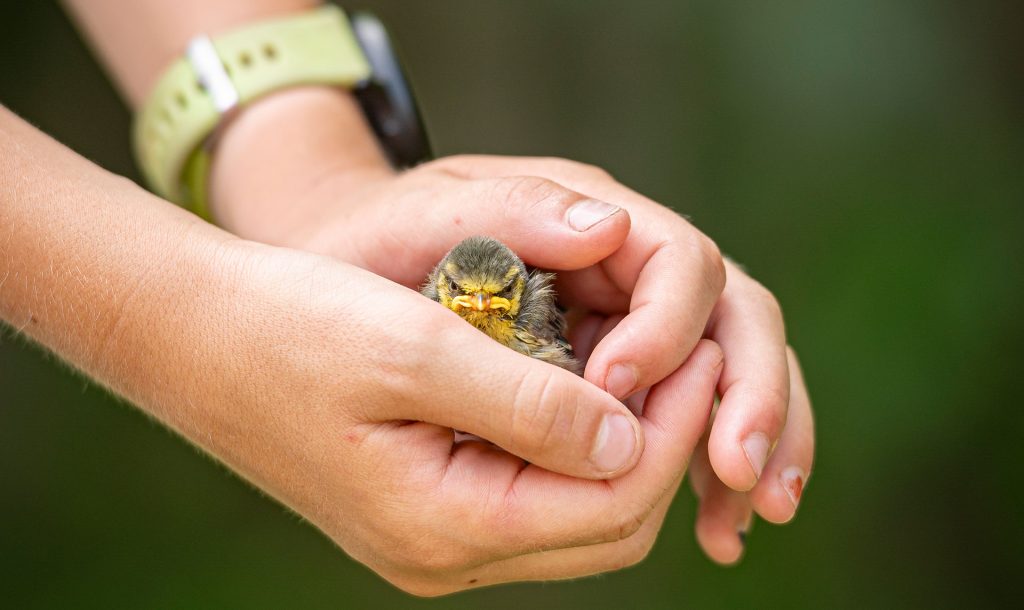 La guardería de aves ARDEIDAS de Talavera busca voluntarios para la recogida de aves en Toledo