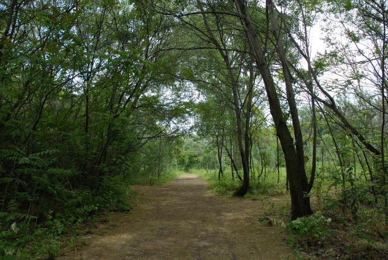 Vegetación de ribera: el valor natural de los bosques que protegen nuestros ríos como el Tajo