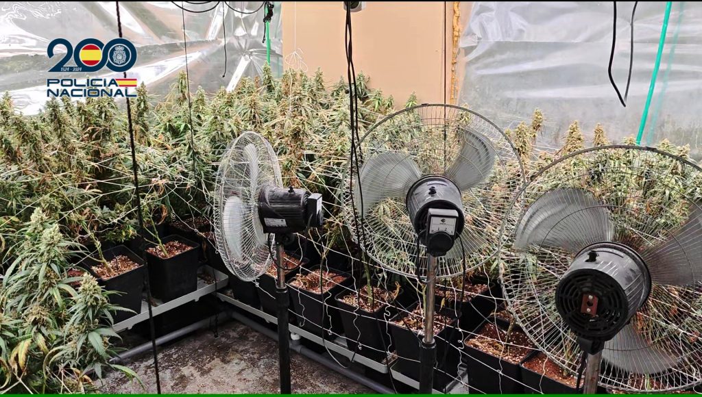 La Policía Nacional desmantela ocho plantaciones de marihuana en el barrio del Patrocinio de Talavera