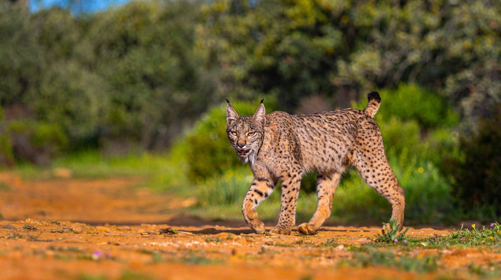 Castilla-La Mancha vuelve a liderar la recuperación del lince ibérico con 1.051 ejemplares