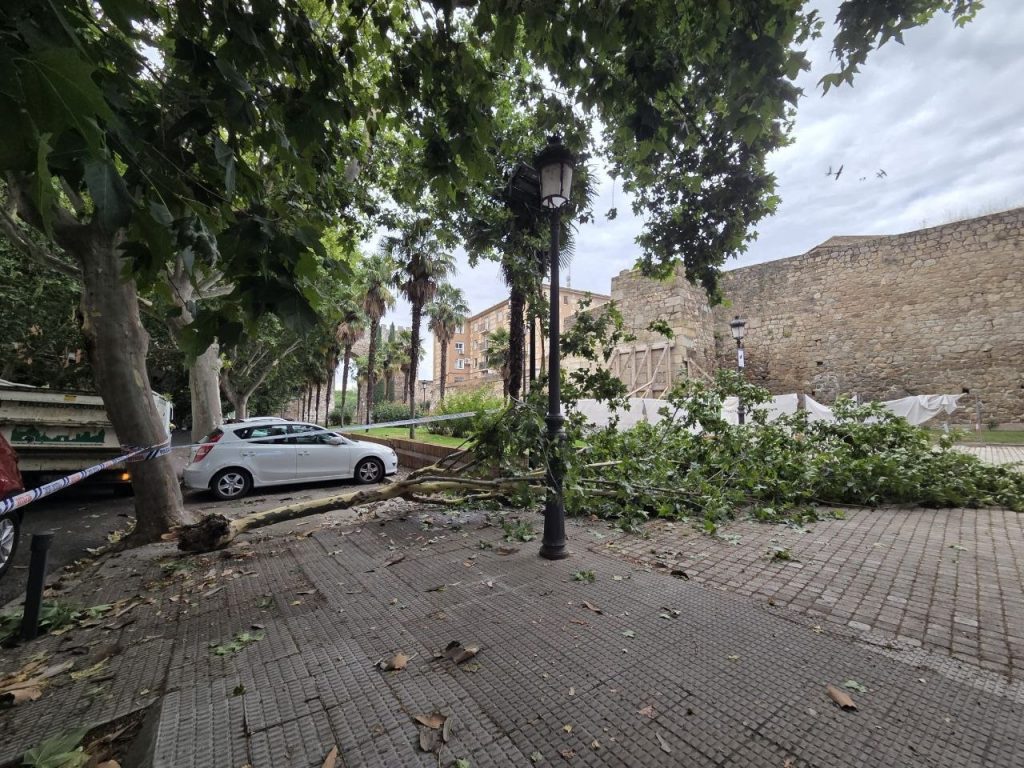 Dos árboles caen en Talavera por las fuertes rachas de viento