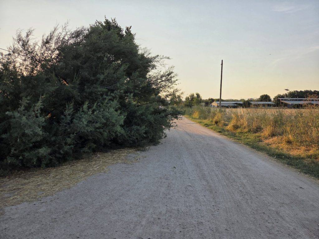 La maleza y el abandono devoran el Camino de los Pinos de Talavera