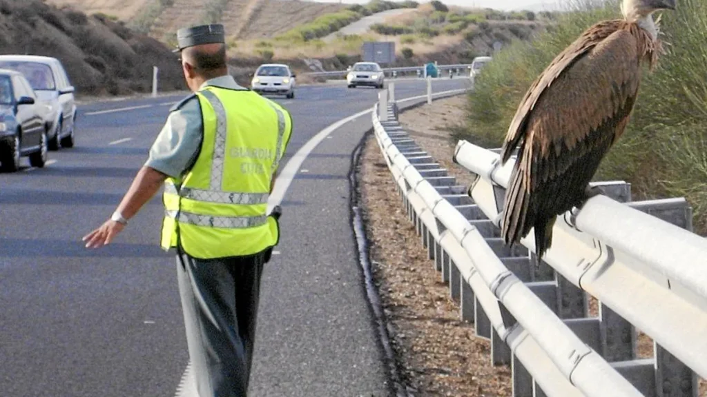 Un buitre obliga a extremar la precaución en la carretera entre Torrijos y Maqueda