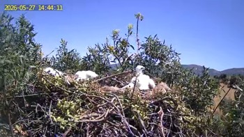 El CERI de Sevilleja logra integrar con éxito un pollo de águila imperial ibérica en un nido silvestre de los Montes de Toledo