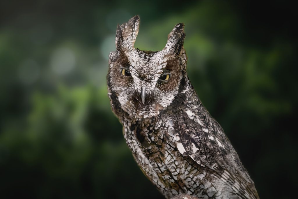Los amantes de las aves nocturnas tienen una cita en Talavera