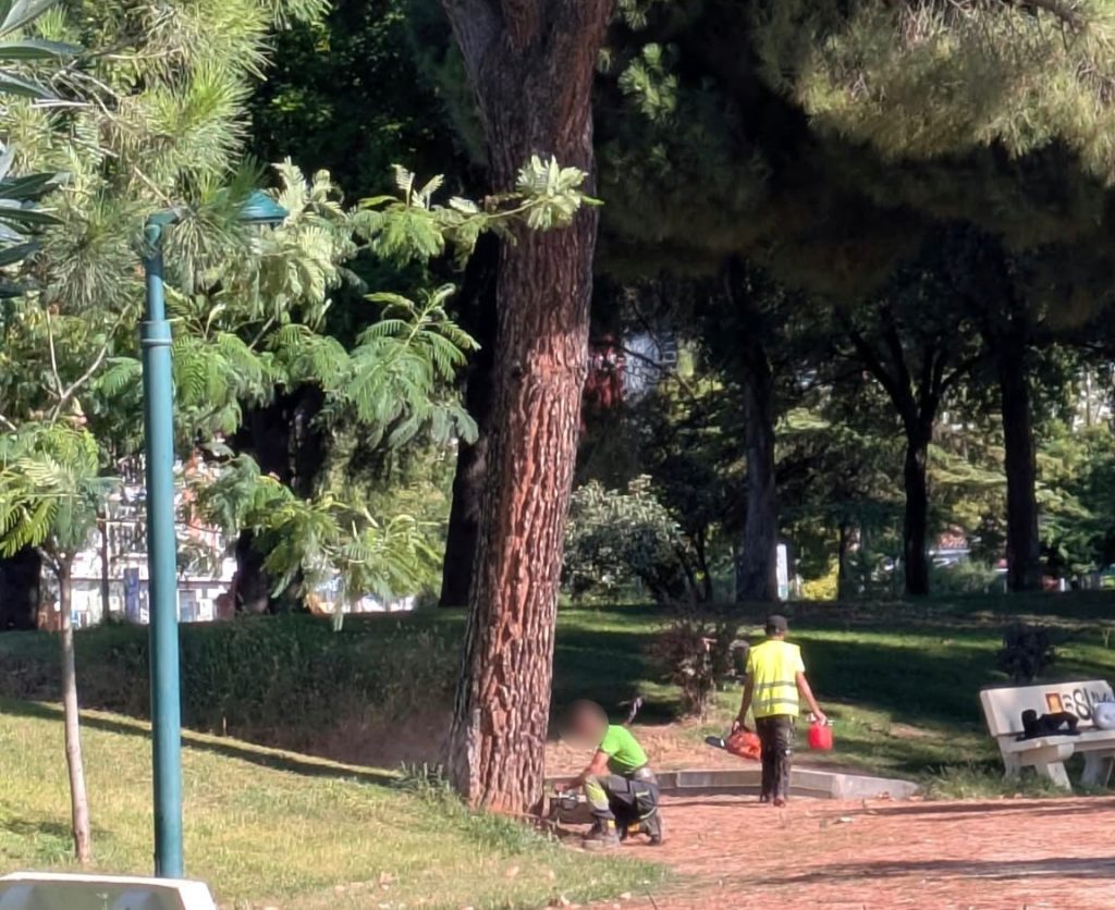 Árboles talados y tocones bajo tierra: el PSOE exige explicaciones en La Alameda