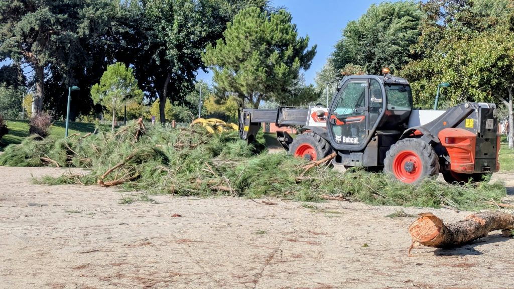 El PSOE exige los informes de la tala masiva de árboles en La Alameda