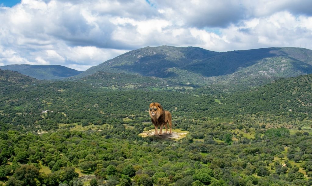Ni rastro de Simba: continúa la búsqueda del supuesto león de la Sierra de San Vicente