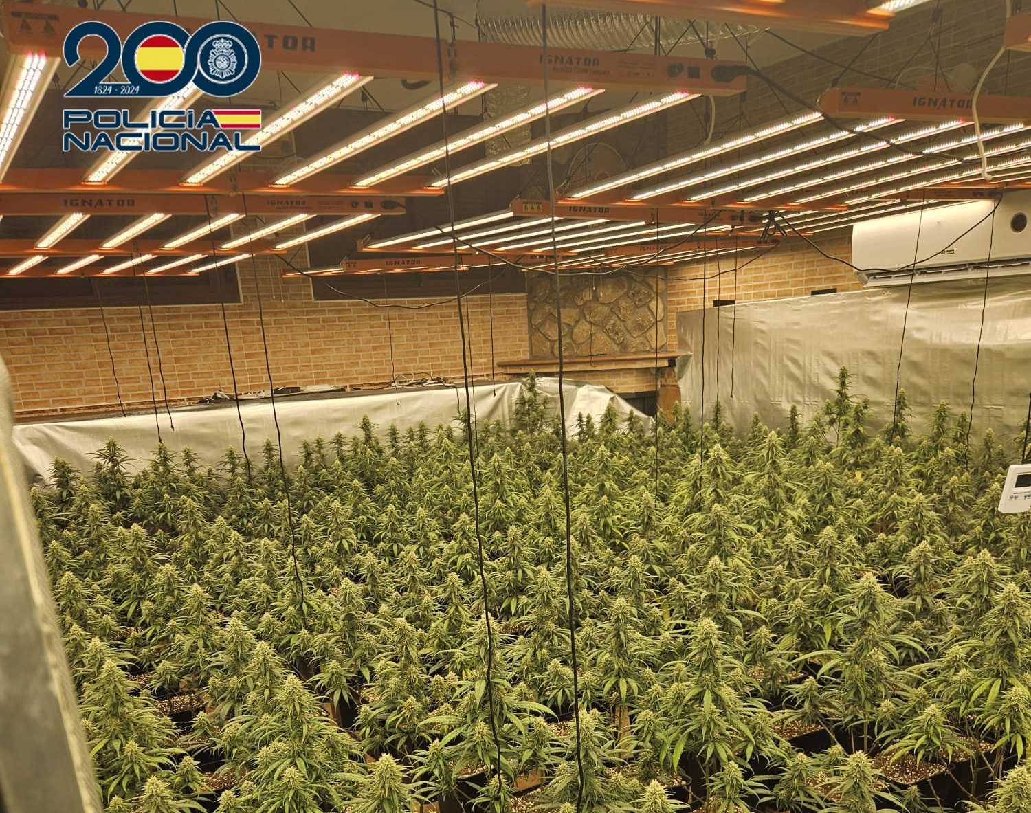 La Policía Nacional desmantela una plantación con 585 plantas de marihuana en Talavera