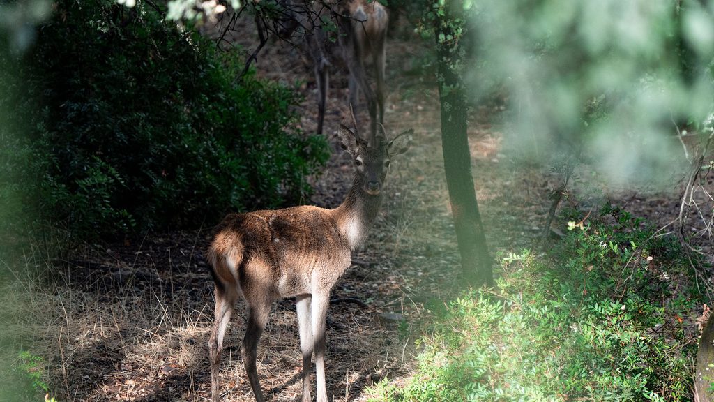 La berrea en Helechosa de los Montes: un día entre naturaleza, miradores y vida salvaje